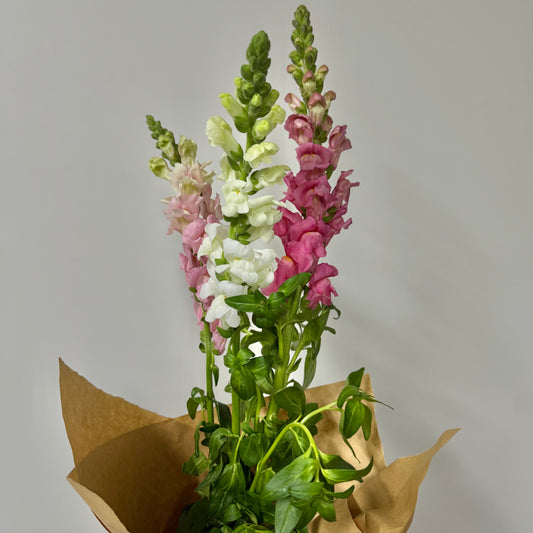 Market bunch - Just Snap Dragons
